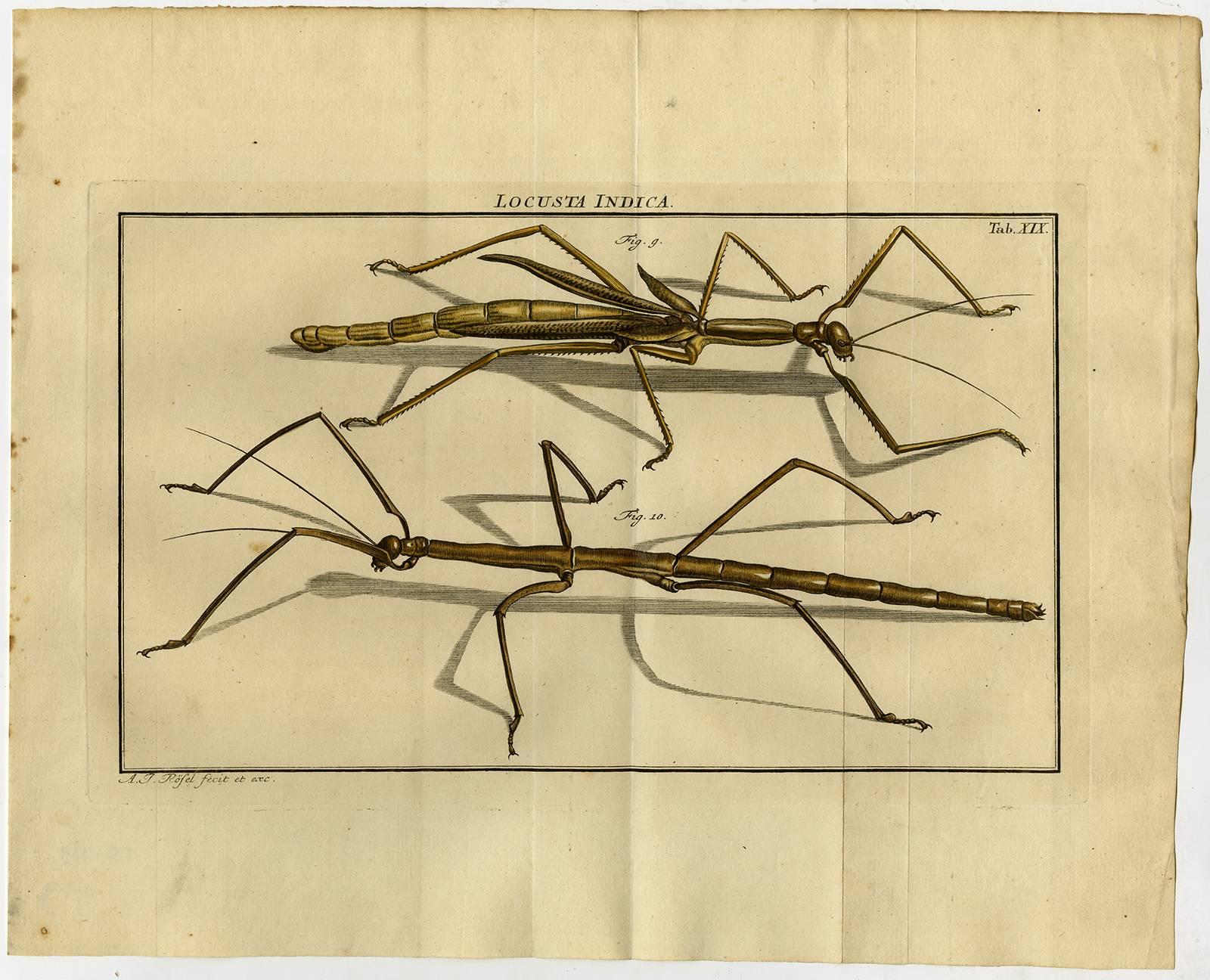 August Johann Rösel von Rosenhof Animal Print - Locusta Indica. Tab. XIX.