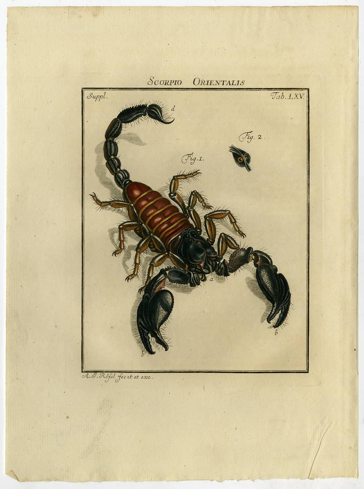 August Johann Rösel von Rosenhof Animal Print - Scorpio Orientalis. Tab. LXV.
