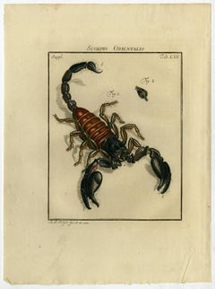Scorpio Orientalis. Tab. LXV.