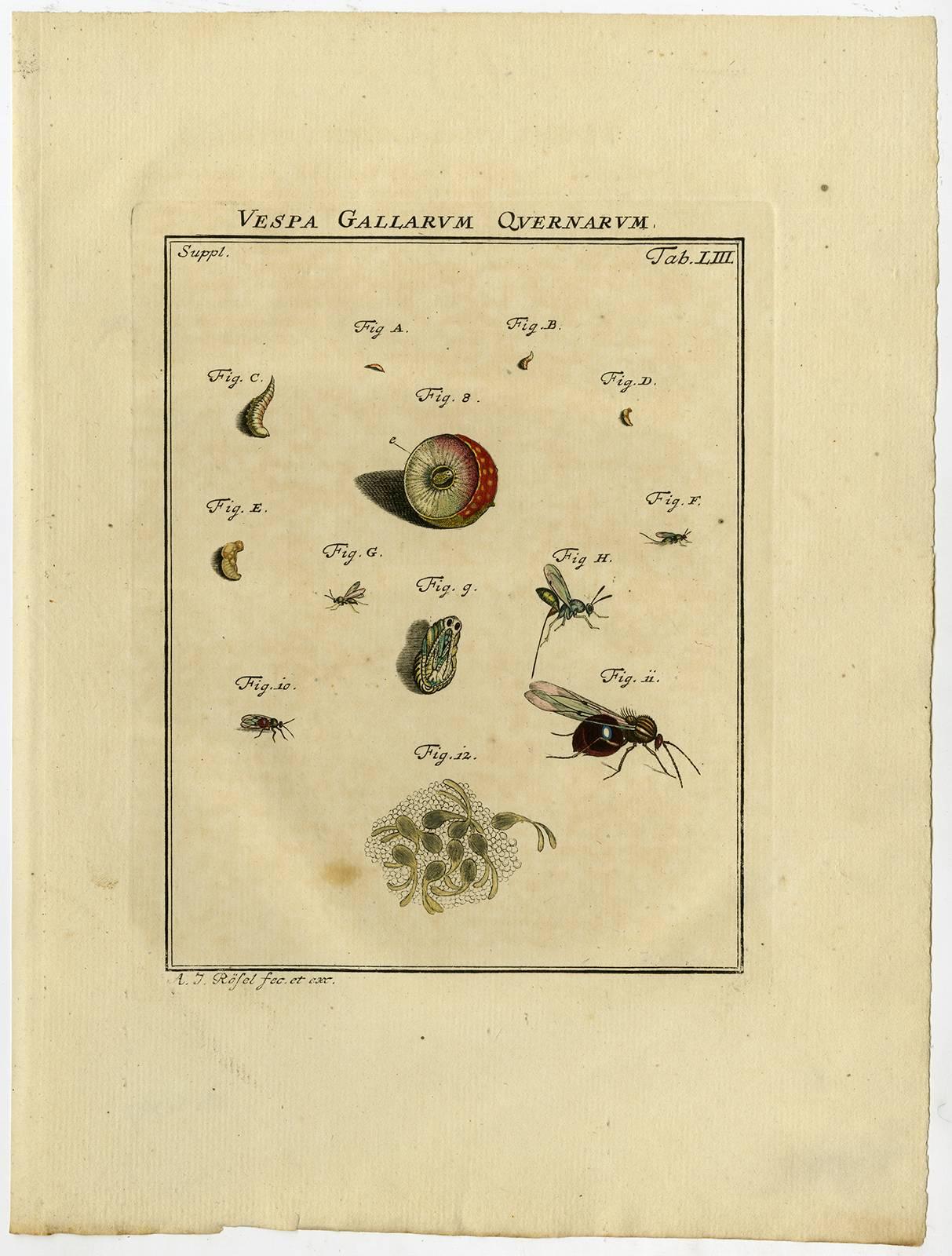 Vespa Gallarum Quernarum. Tab. LII-LIII. - Print by August Johann Rösel von Rosenhof