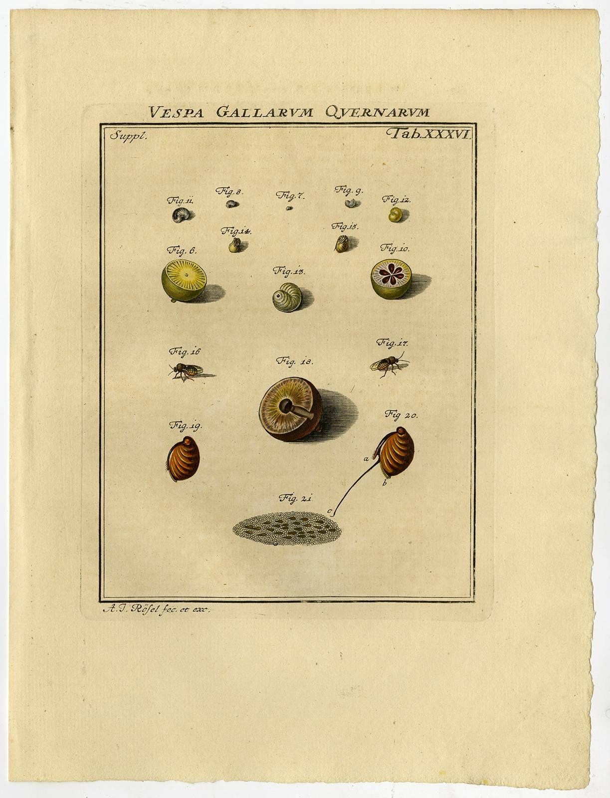 Vespa Gallarum Quernarum. Tab. XXXV-XXXVI. - Print by August Johann Rösel von Rosenhof