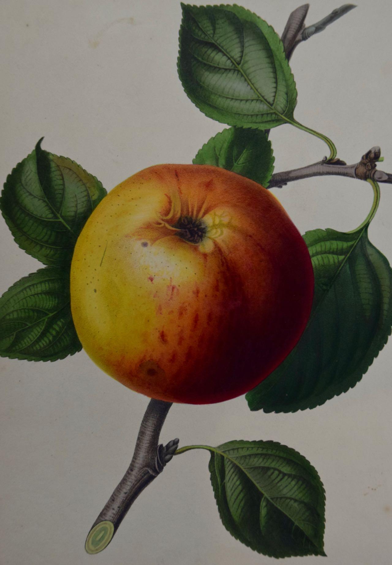 This early 19th century hand-colored stipple engraving by Augusta Innes Withers entitled 