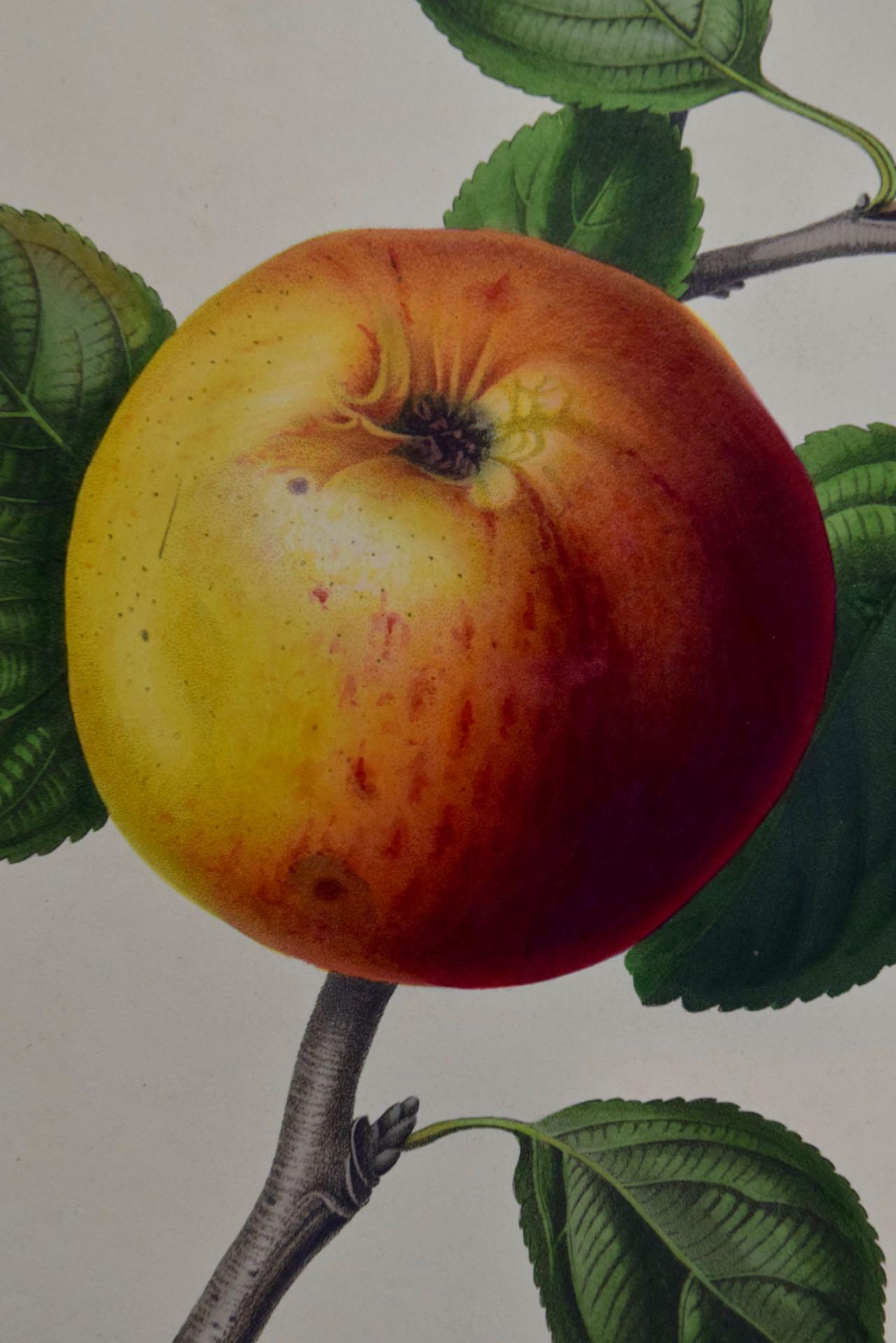 Brabant Apple: A 19th Century Hand-colored Engraving by Augusta Innes Withers For Sale 1