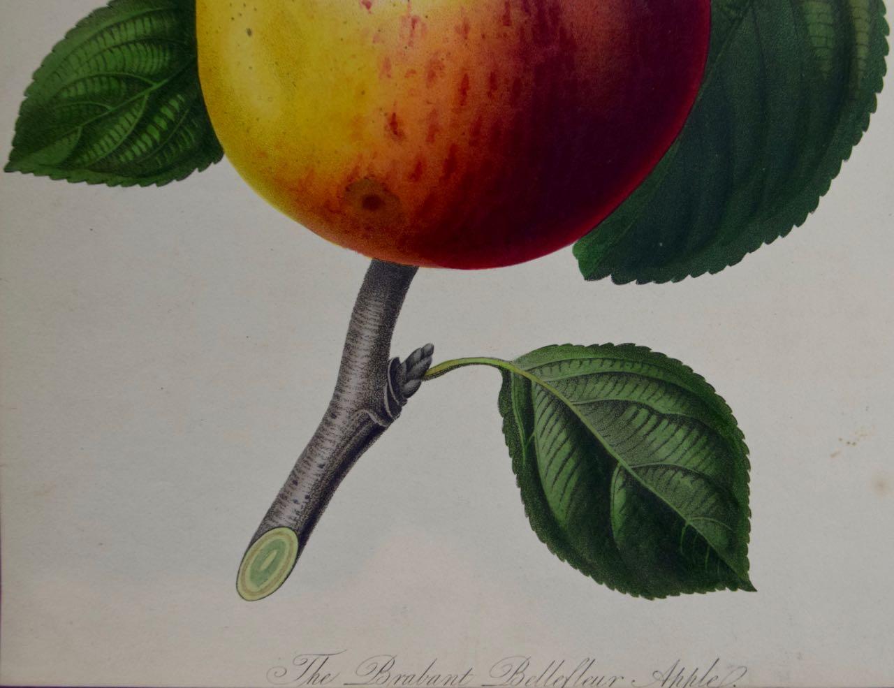 Brabant Apple: A 19th Century Hand-colored Engraving by Augusta Innes Withers For Sale 2