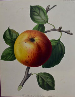 Antique Brabant Apple: A 19th Century Hand-colored Engraving by Augusta Innes Withers