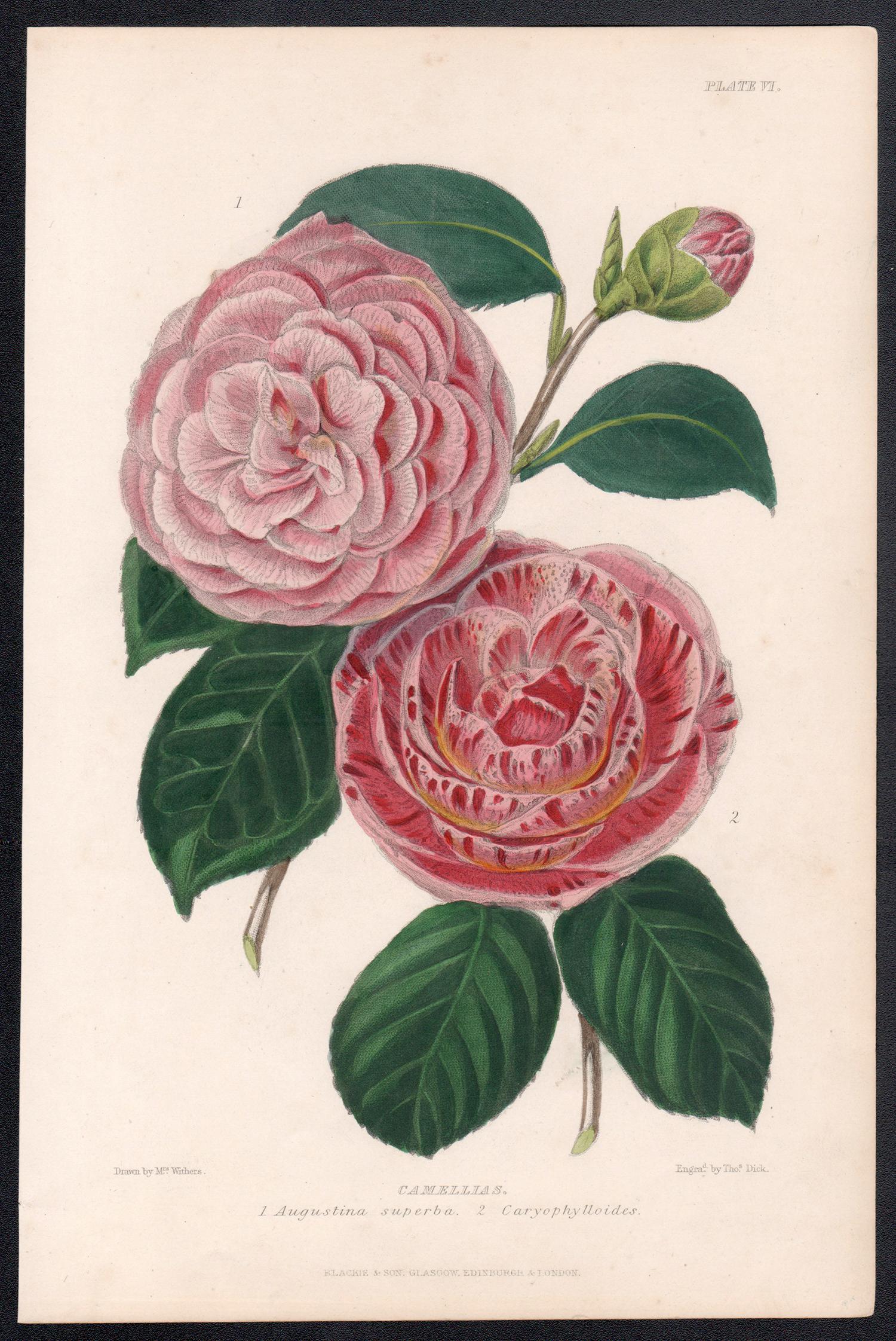 Camellias, antique botanical pink flower lithograph print - Print by Augusta Innes Withers