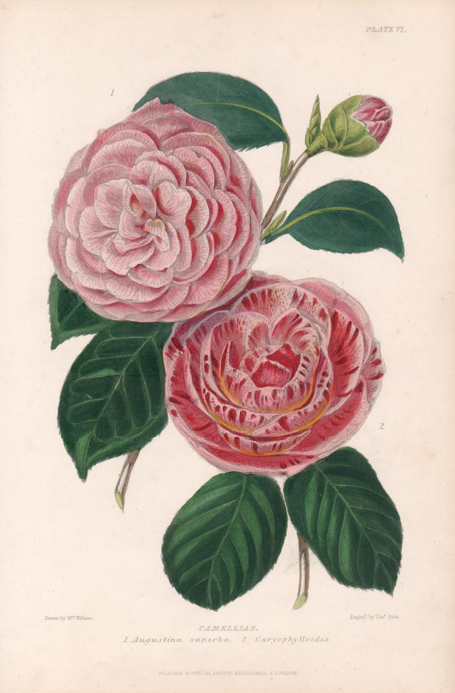 Augusta Innes Withers Still-Life Print - Camellias, antique botanical pink flower lithograph print