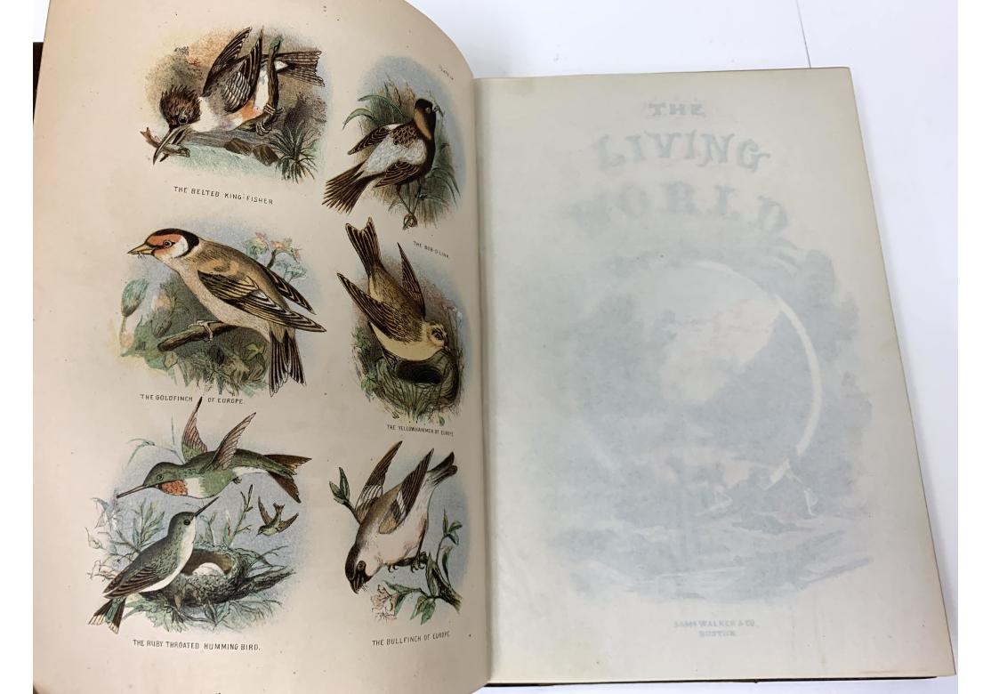 Augustus C.L. Arnold And Edward A. Samuels, The Living World..., 2 Vols., 1870 For Sale 3