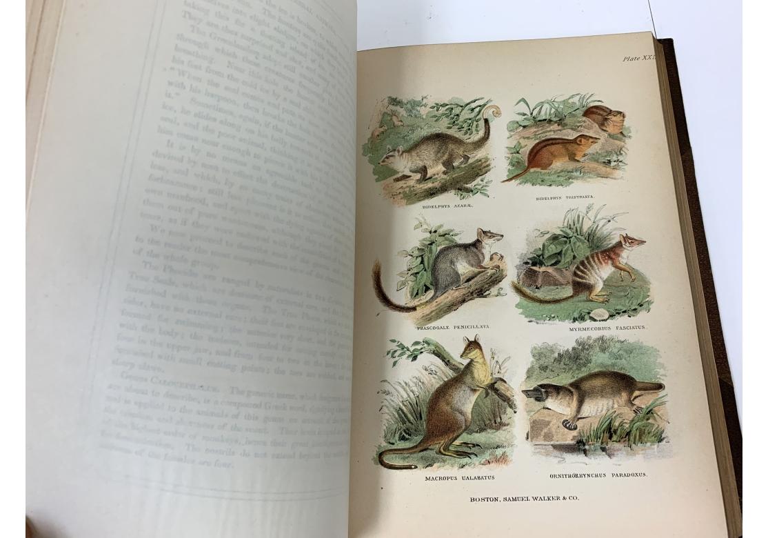 Augustus C.L. Arnold And Edward A. Samuels, The Living World..., 2 Vols., 1870 For Sale 6