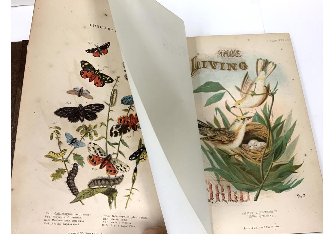 Augustus C.L. Arnold And Edward A. Samuels, The Living World..., 2 Vols., 1870 For Sale 8