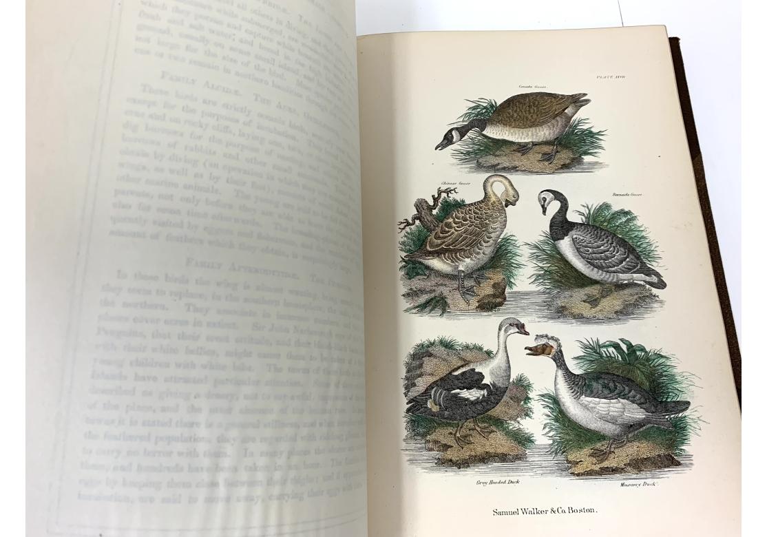 Augustus C.L. Arnold And Edward A. Samuels, The Living World..., 2 Vols., 1870 For Sale 10