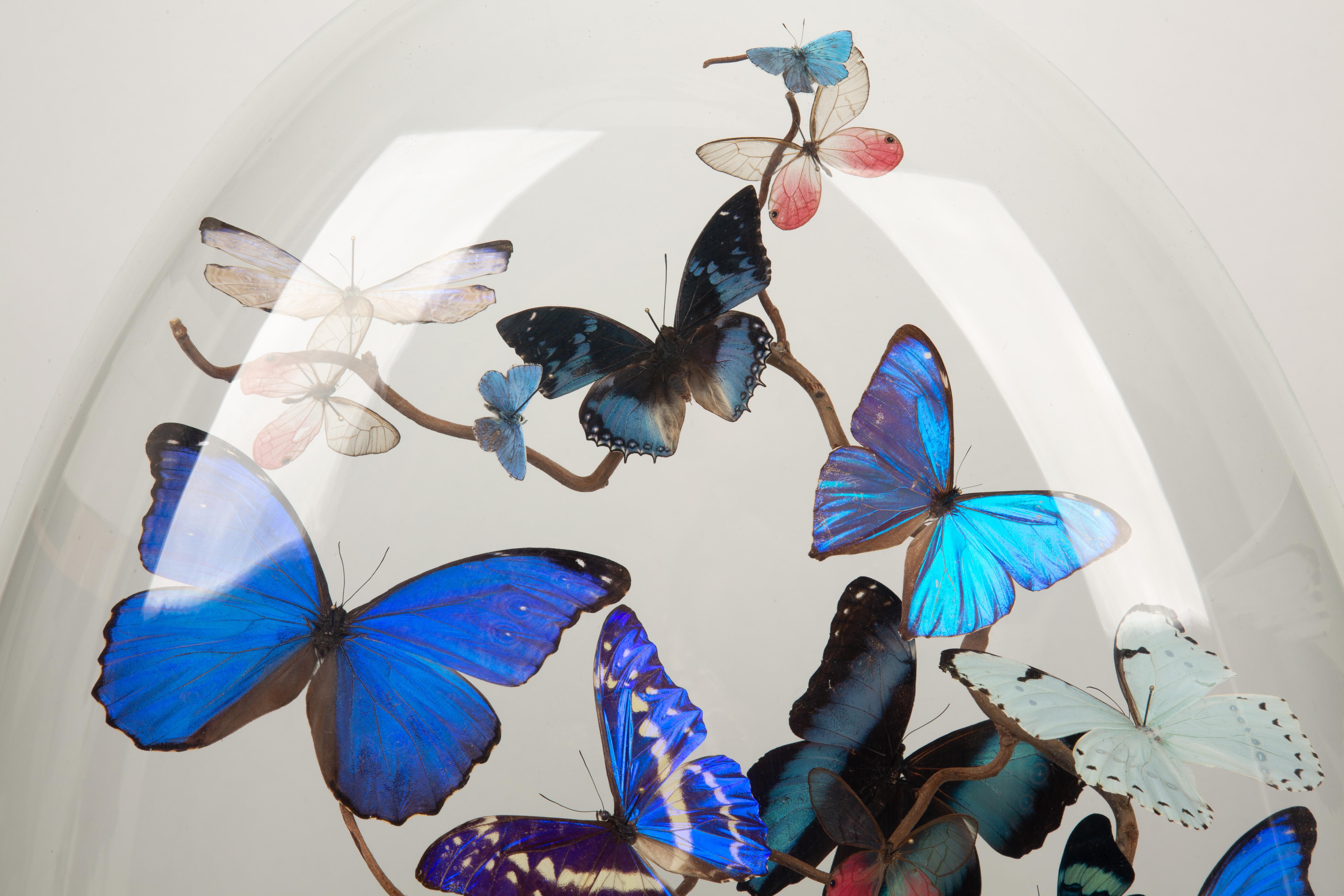 American Aurora by Hasharat: 19th-Century Glass Globe with Shimmering Butterflies