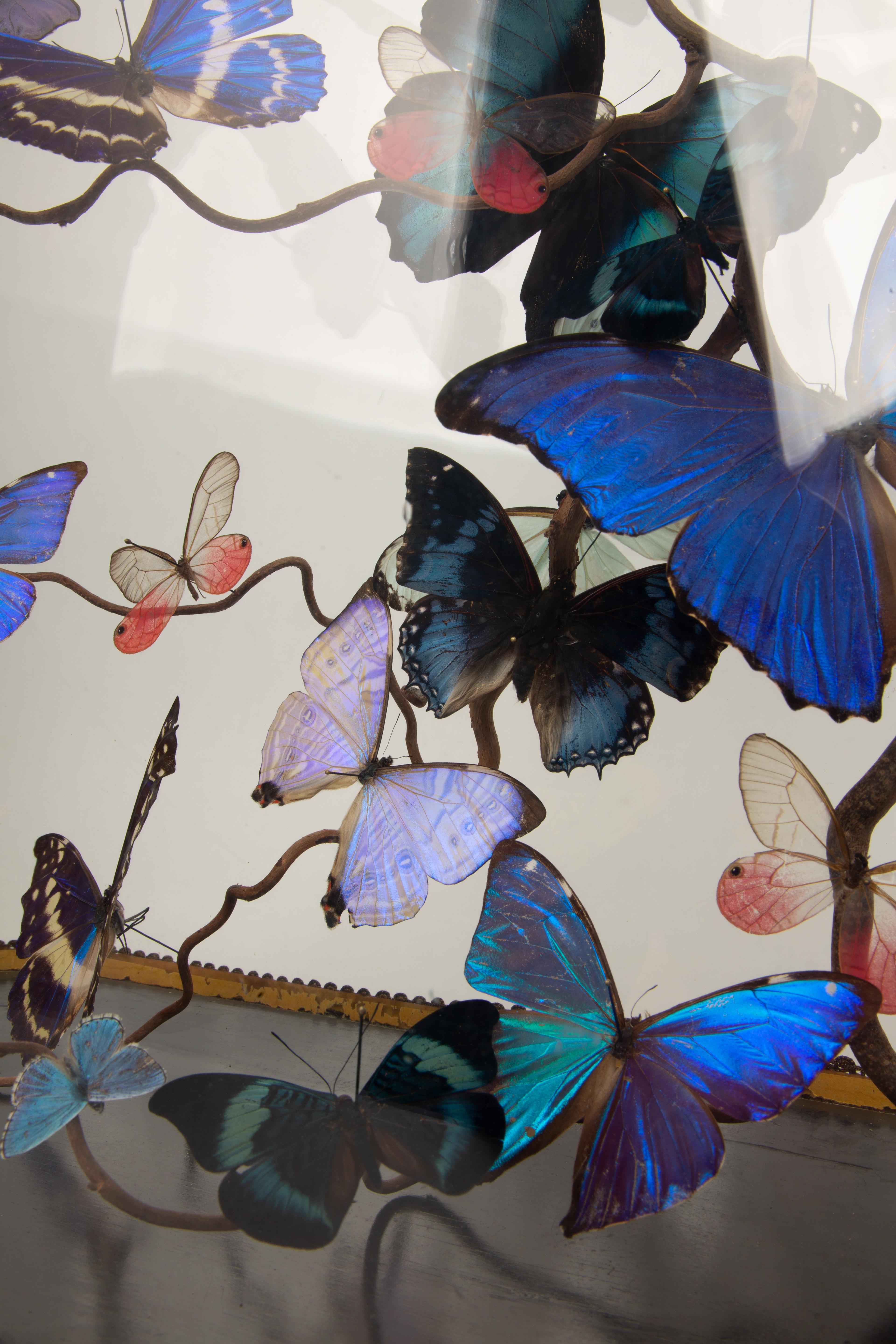 Contemporary Aurora by Hasharat: 19th-Century Glass Globe with Shimmering Butterflies