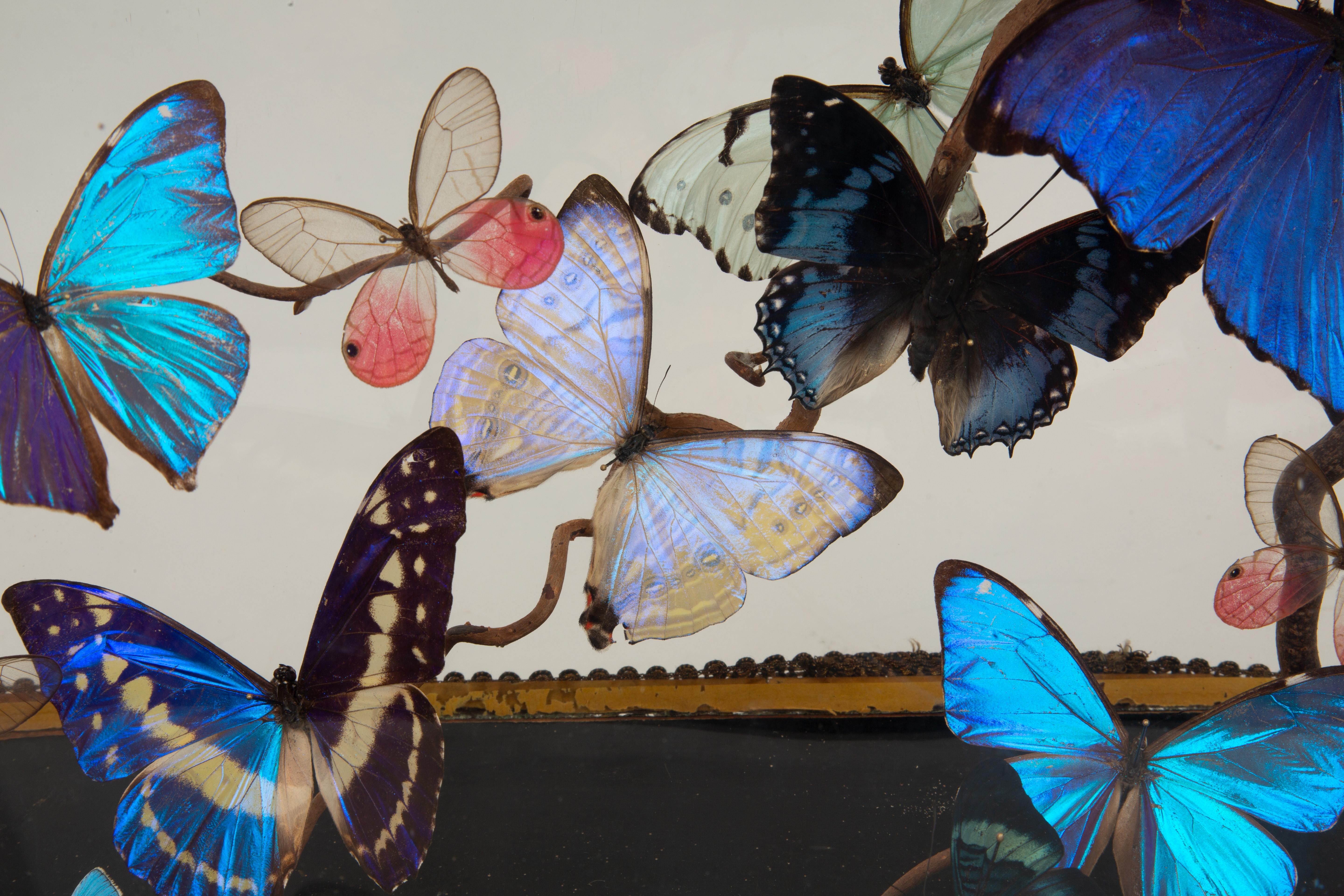 Aurora by Hasharat: 19th-Century Glass Globe with Shimmering Butterflies 1