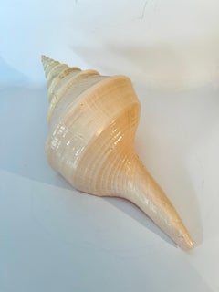 Australian Trumpet Decorative Shell