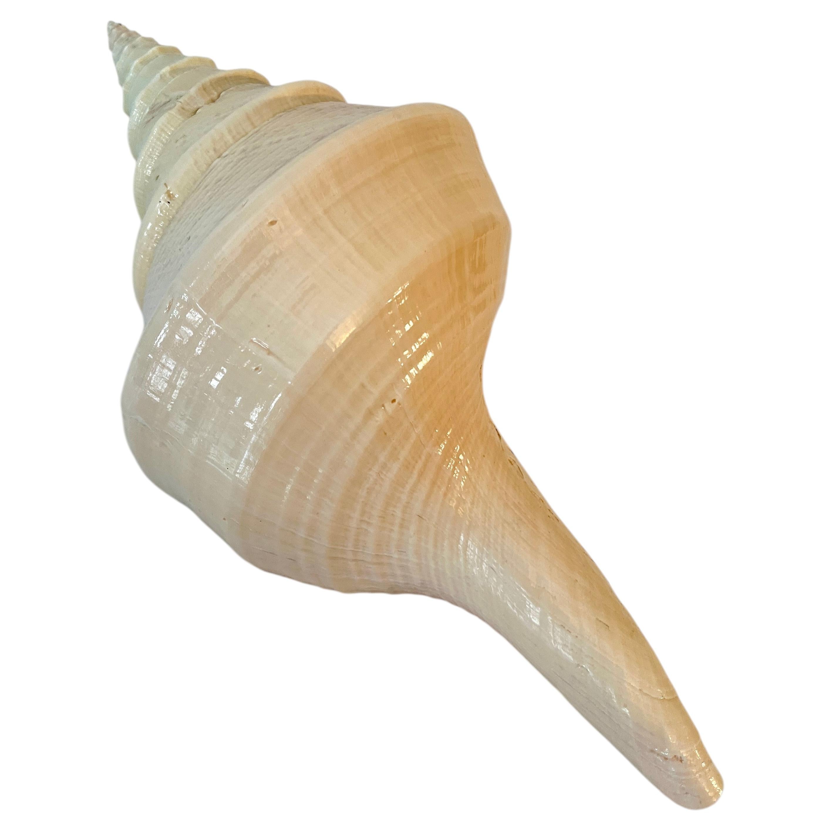 Australian Trumpet Decorative Shell