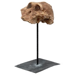 Australopithecus Skull Cast Plaster Stiff Replica KNM _ ER406