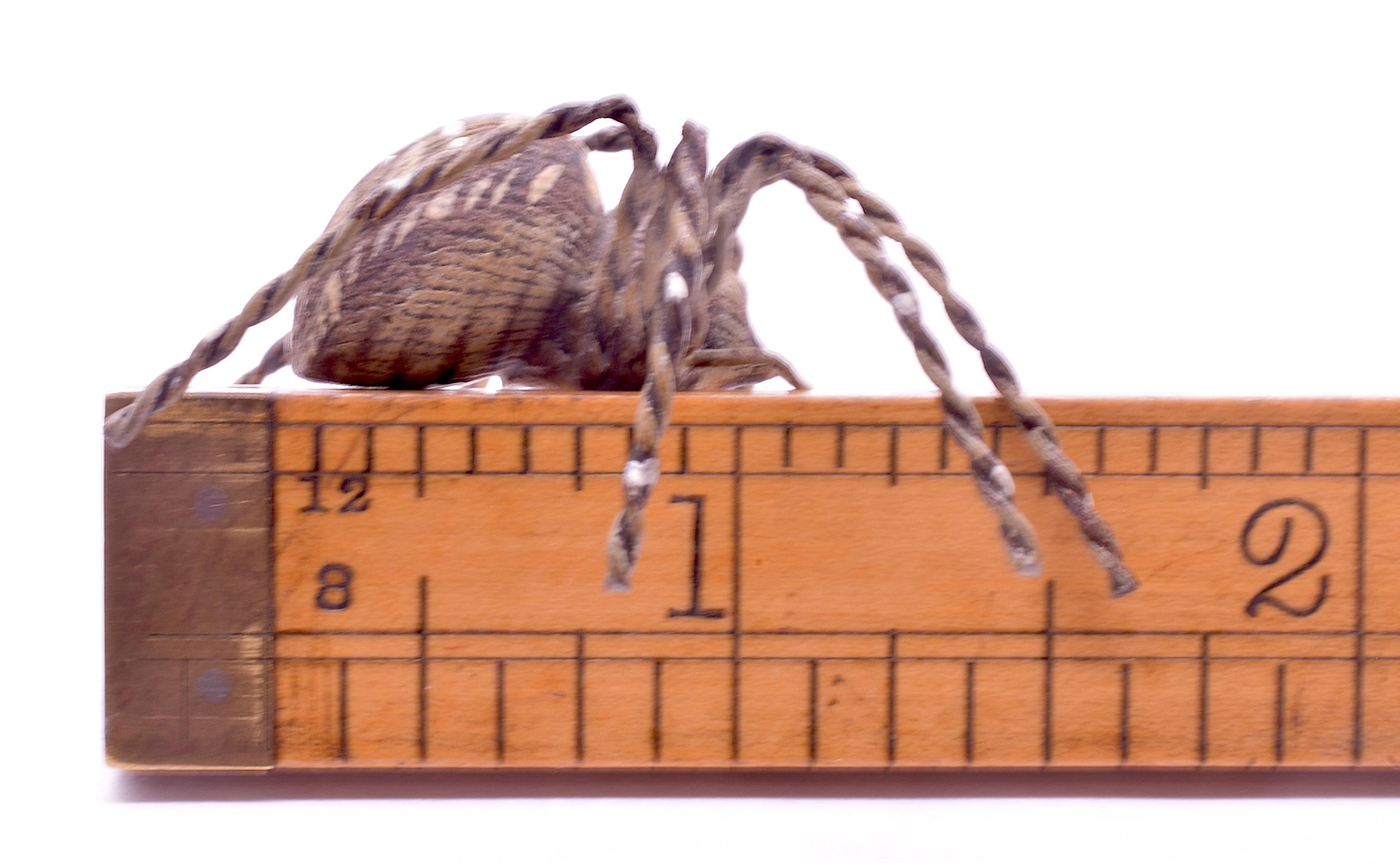 C1880 Austrian Bronze Realistic Tarantula Spider 8