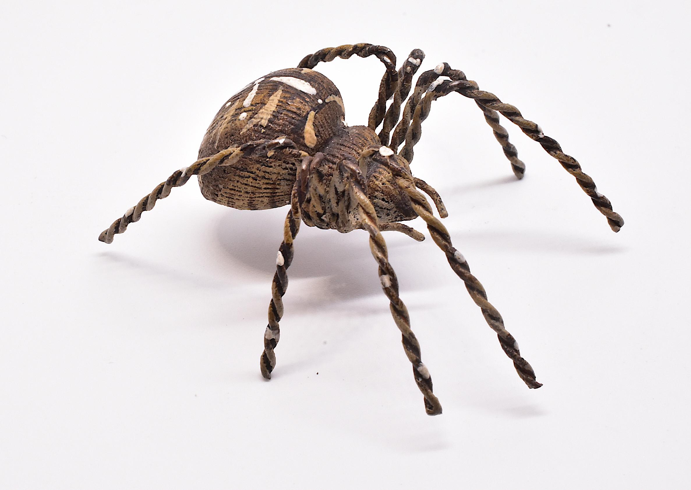 tarantula for sale