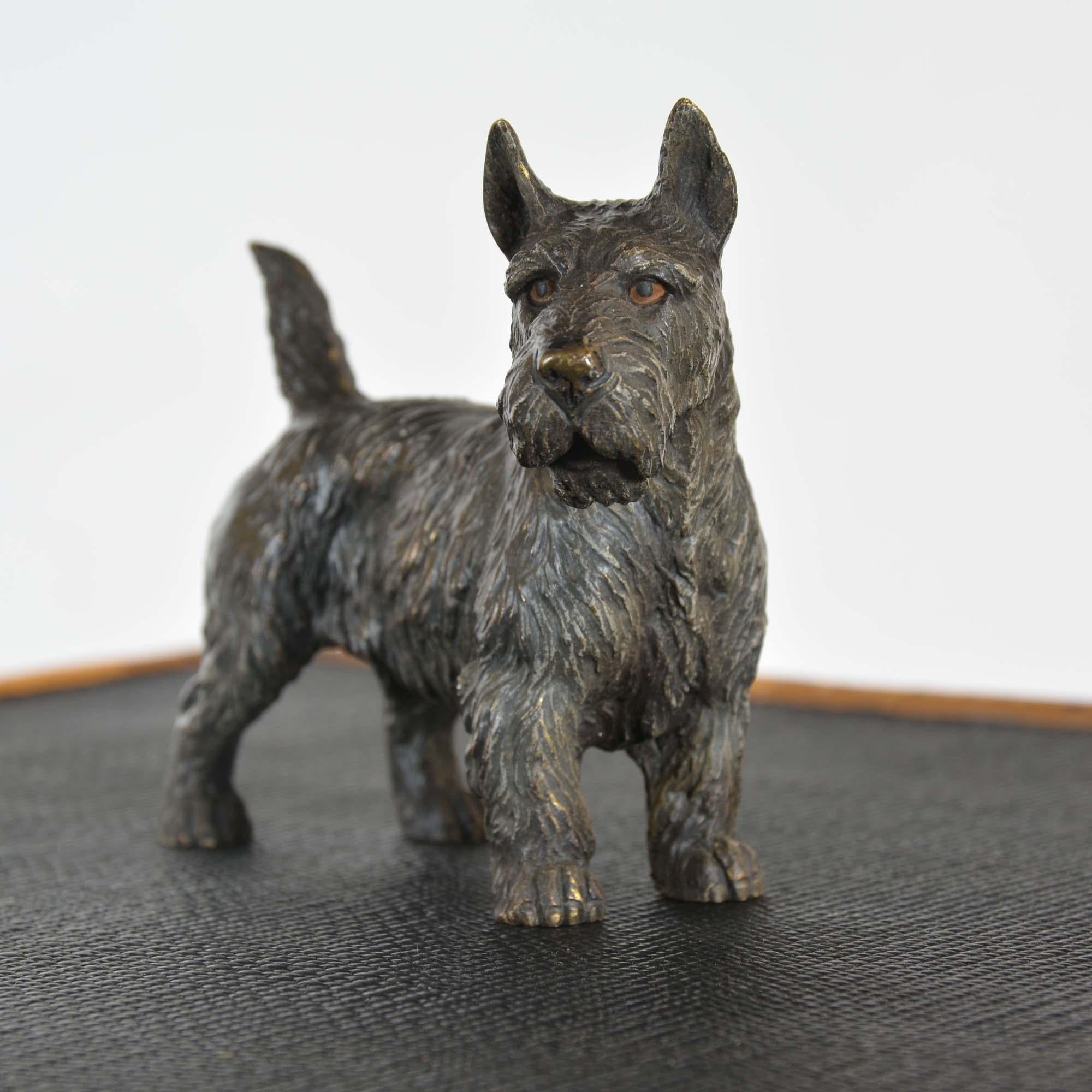 bronze autrichien peint à froid représentant un terrier écossais, ou « Scotie Dog » en vente 4