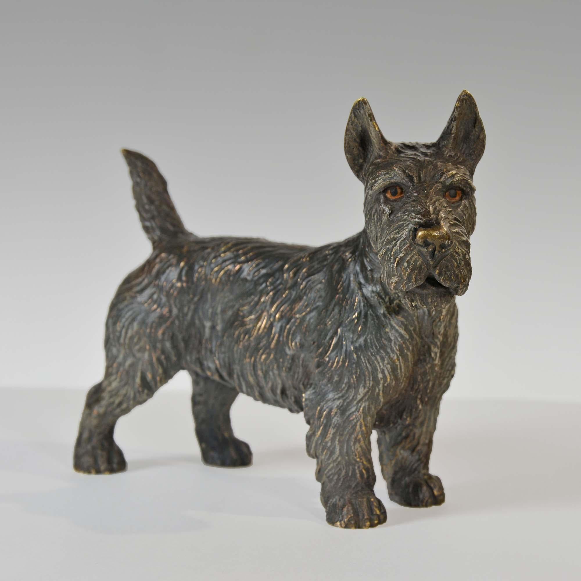 Austrian cold painted bronze of a Scottish Terrier, or 'Scottie Dog'. Fine naturalistic colours and good hand chased surface detail. Stamped 'AUSTRIA'.  A very well preserved example of a cold painted bronze with the characterful face of a Scottie