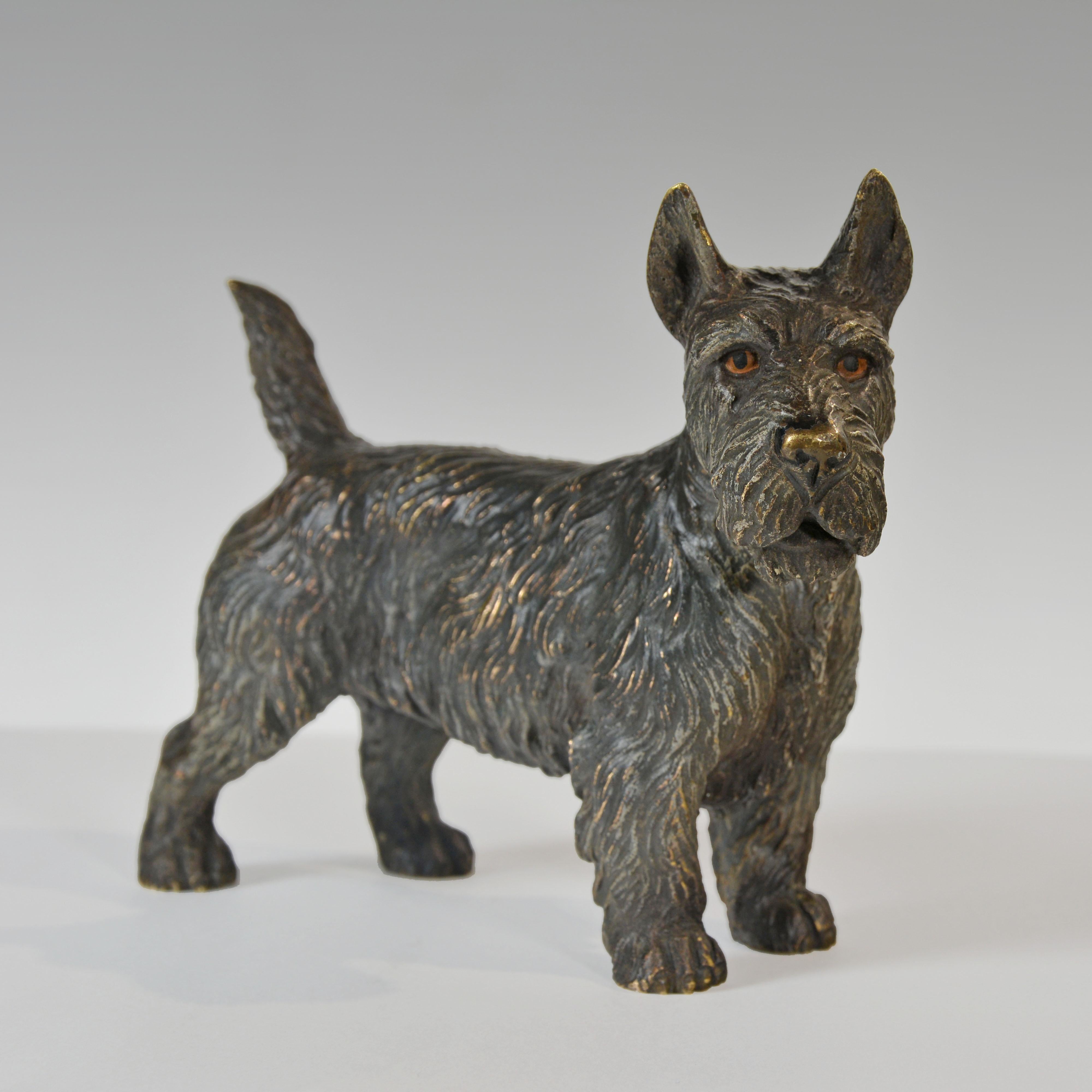Austriaco Bronzo austriaco dipinto a freddo di un Terrier scozzese, o 