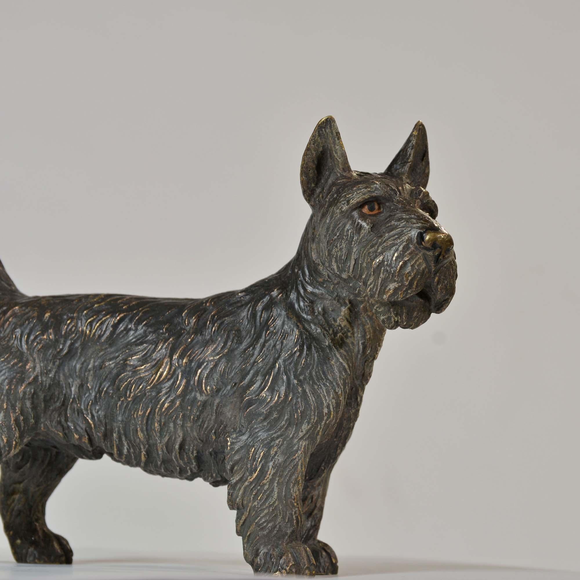 Bronzo austriaco dipinto a freddo di un Terrier scozzese, o 