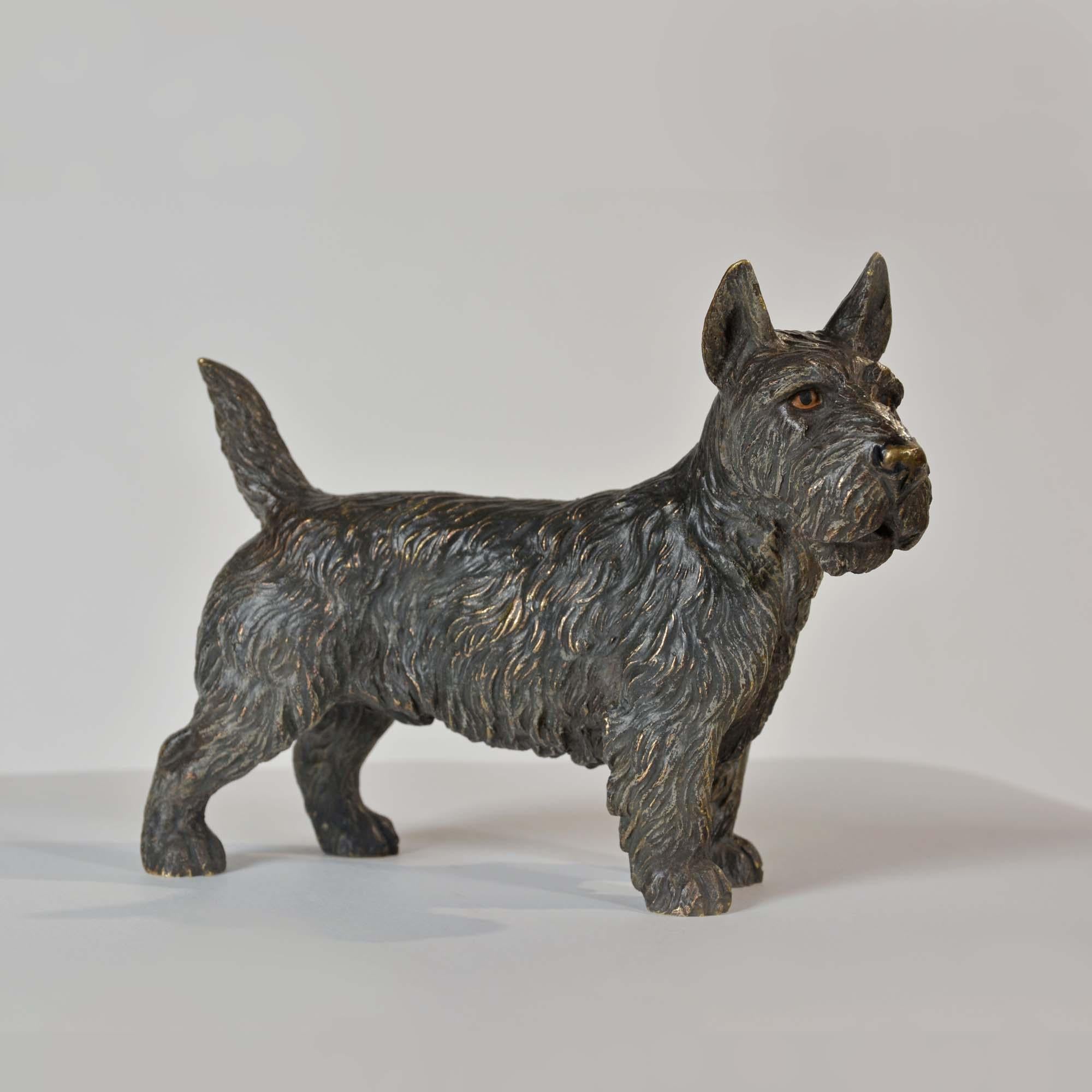 20ième siècle bronze autrichien peint à froid représentant un terrier écossais, ou « Scotie Dog » en vente