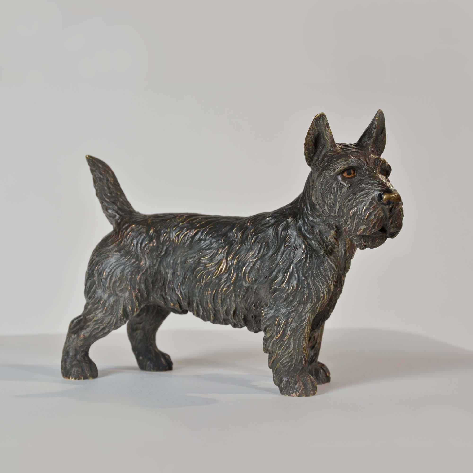 XX secolo Bronzo austriaco dipinto a freddo di un Terrier scozzese, o 