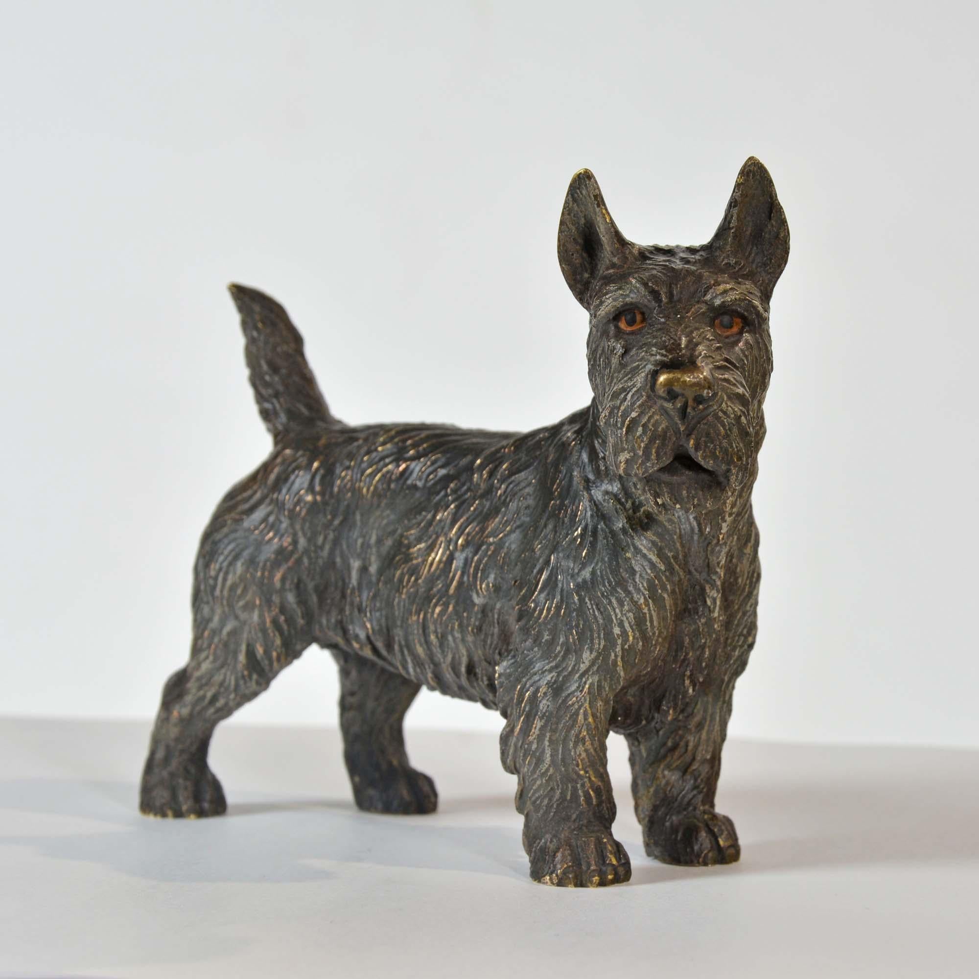 Bronze bronze autrichien peint à froid représentant un terrier écossais, ou « Scotie Dog » en vente