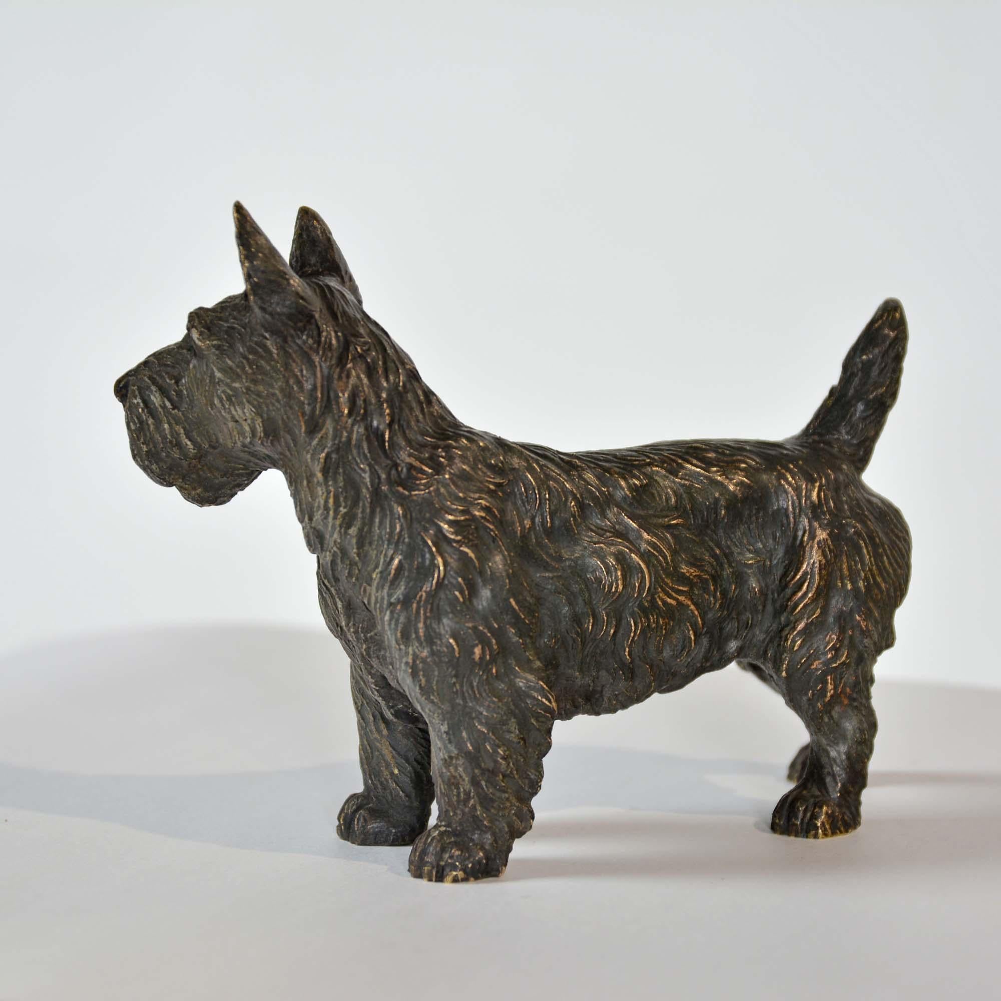 bronze autrichien peint à froid représentant un terrier écossais, ou « Scotie Dog » en vente 1
