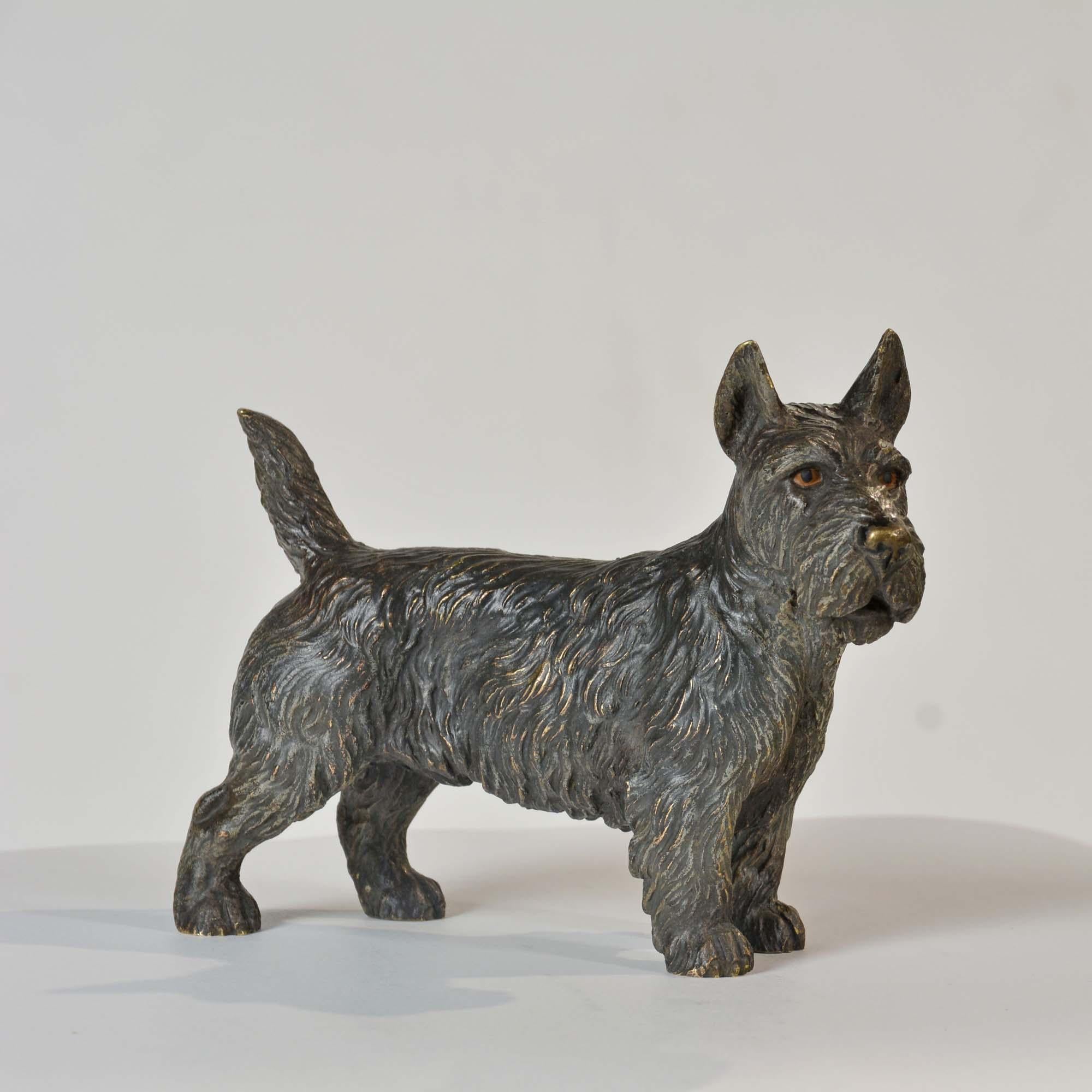 bronze autrichien peint à froid représentant un terrier écossais, ou « Scotie Dog » en vente 2