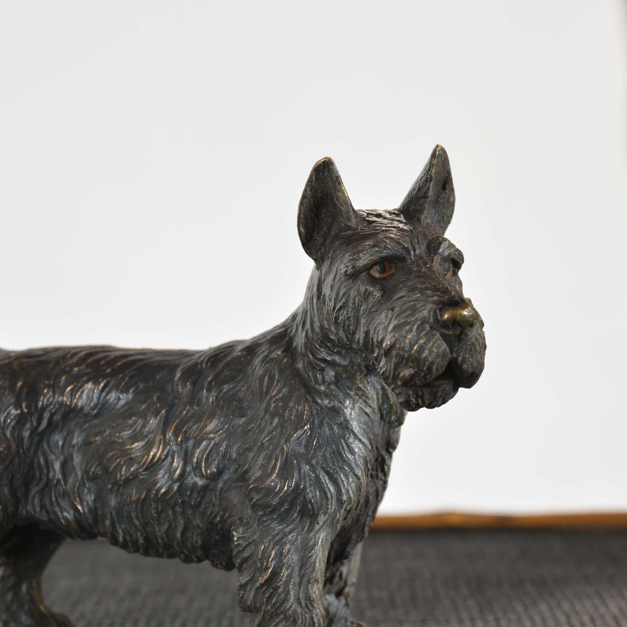 bronze autrichien peint à froid représentant un terrier écossais, ou « Scotie Dog » en vente 3