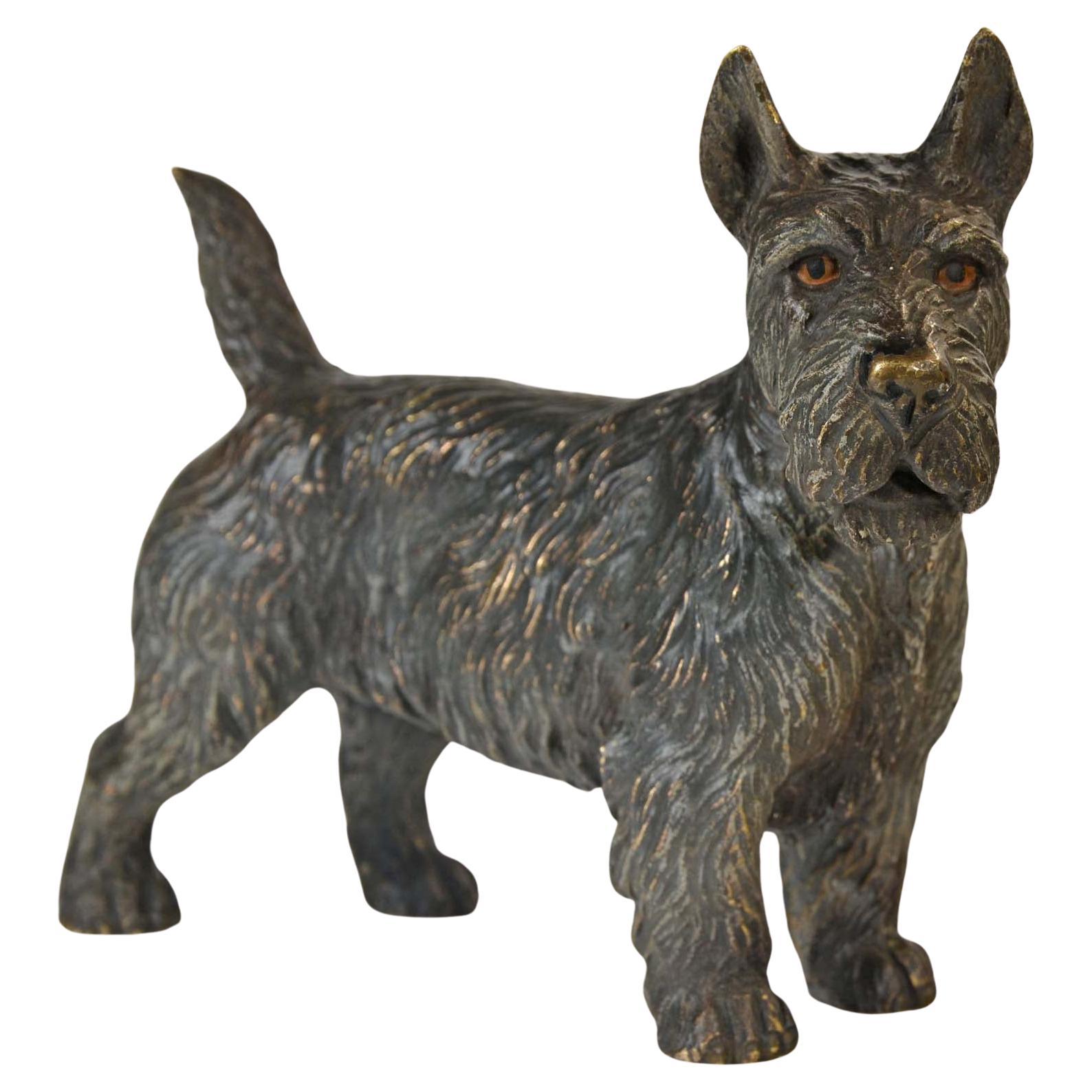 bronze autrichien peint à froid représentant un terrier écossais, ou « Scotie Dog » en vente