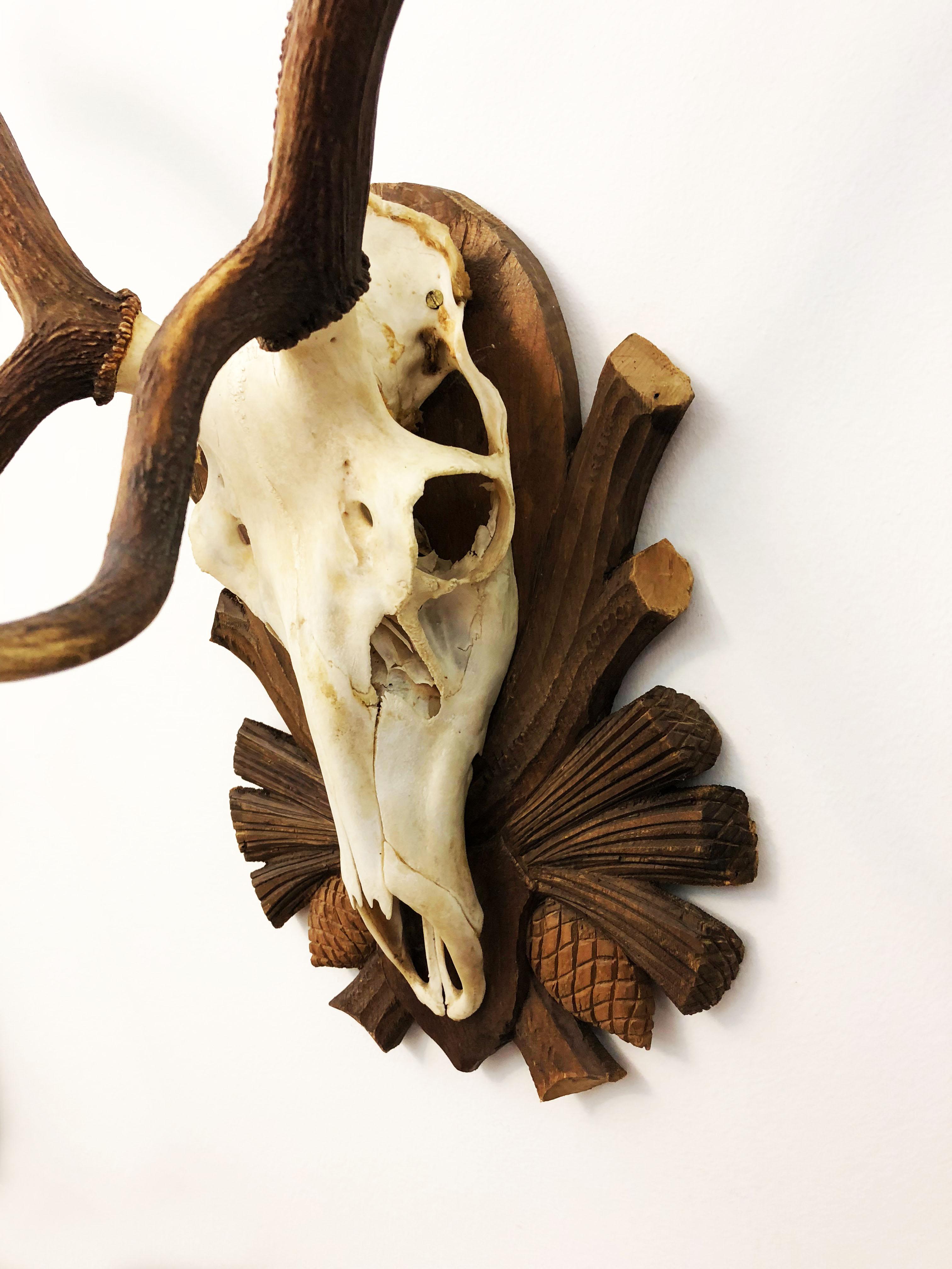 German Austrian Deer Antler Mount on Black Forest Carved Wood Plaque For Sale