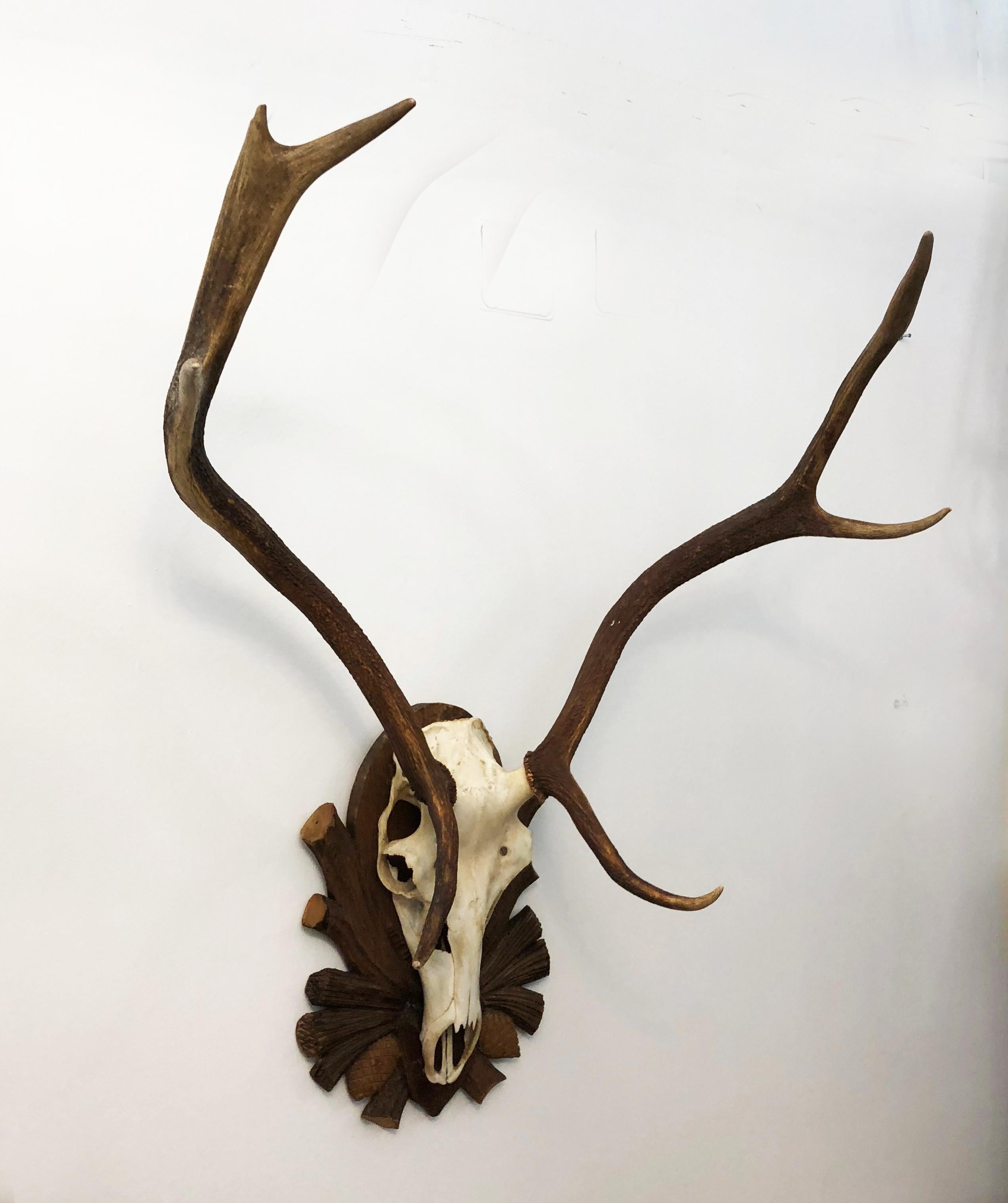 Early 20th Century Austrian Deer Antler Mount on Black Forest Carved Wood Plaque For Sale