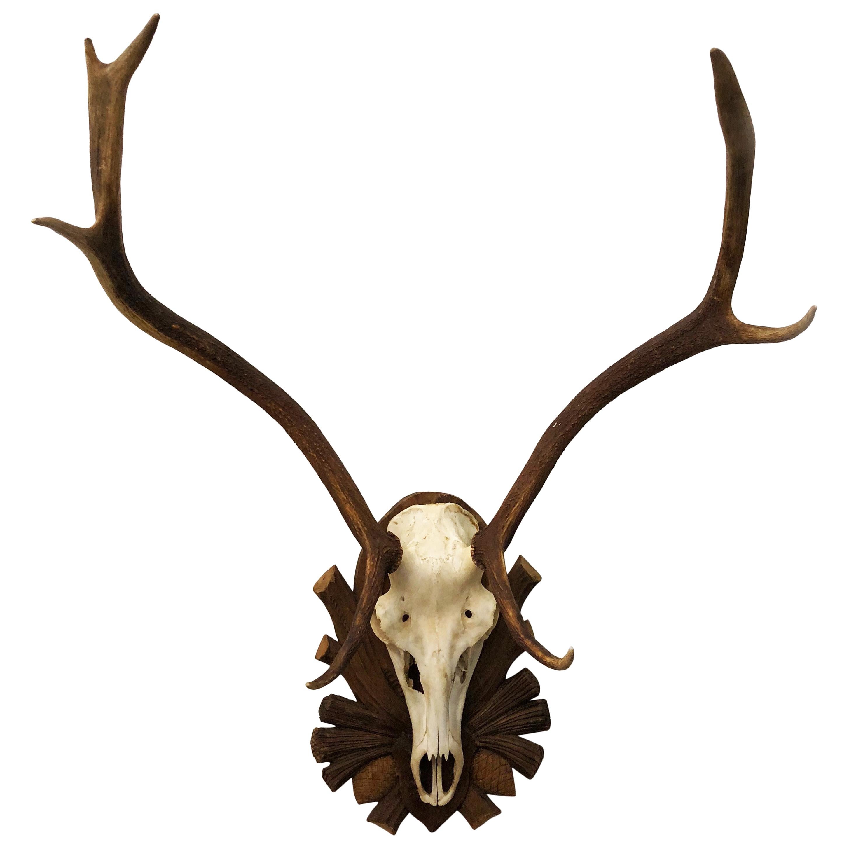 Details about   Pair Wooden  Plate  Deer Taxidermy Black Forest Wooden Trophy 