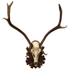 Austrian Deer Antler Mount on Black Forest Carved Wood Plaque