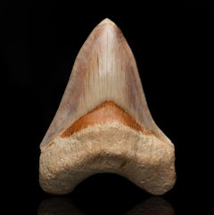 Authentic 5″ Megalodon Tooth Fossil from Indonesia