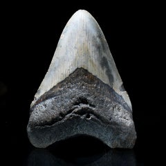 Véritable dent de mégalodon de 5 pouces provenant de Caroline du Sud – Fossile de 299 g