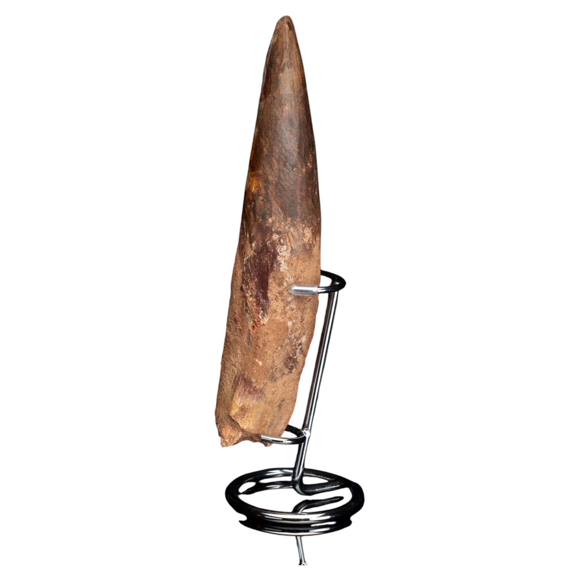 Authentic 8-Inch Spinosaurus Tooth on Display Stand – Cretaceous Predator Fossil