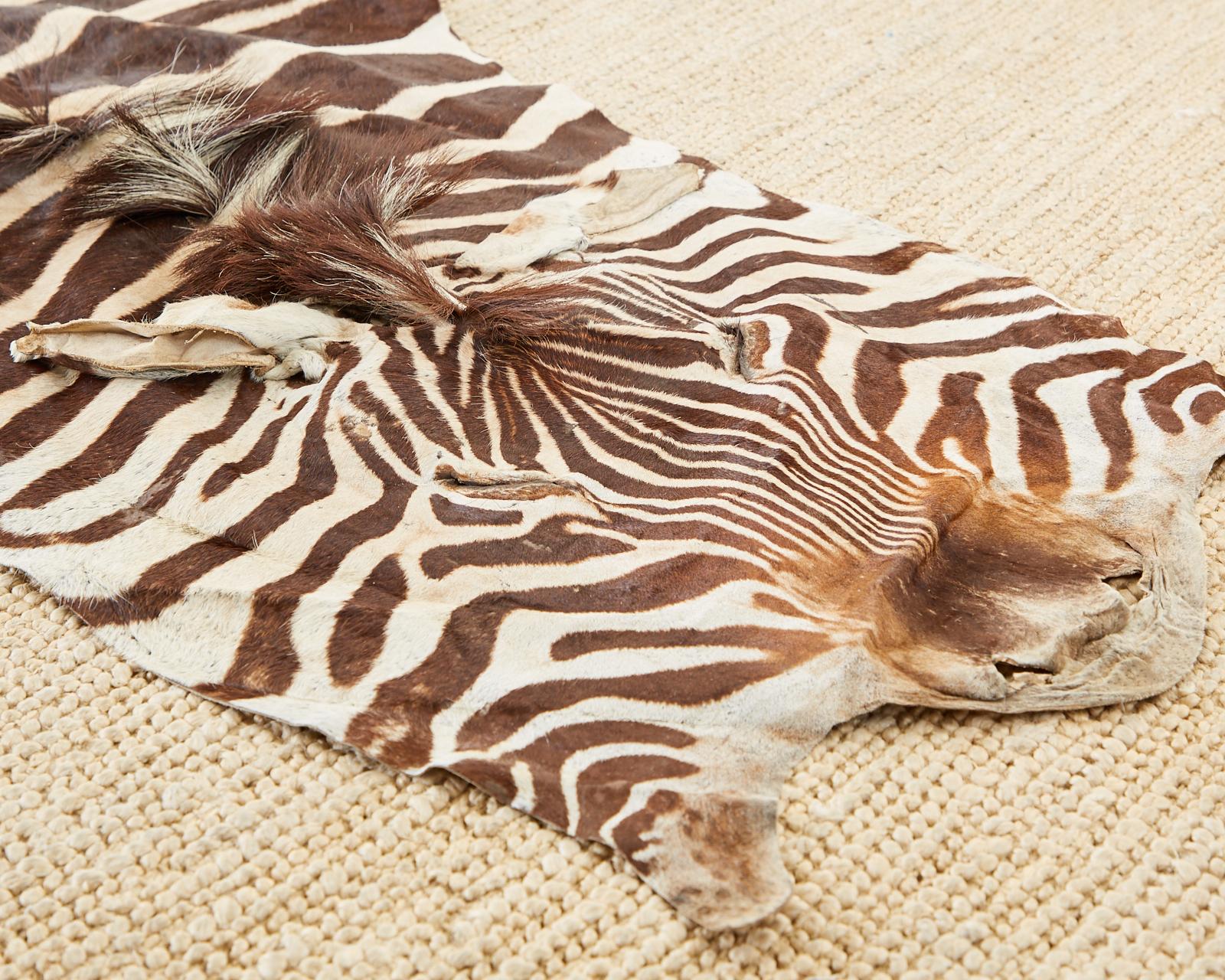 Authentic African Zebra Hide Carpet Rug 3