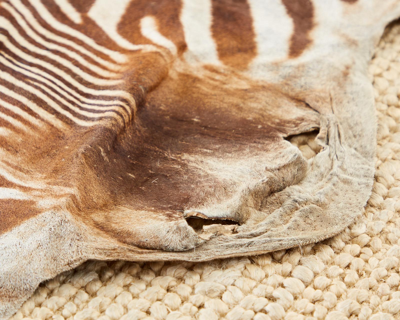 Authentic African Zebra Hide Carpet Rug 4