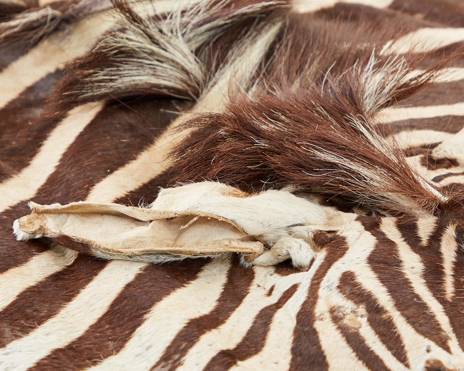 Authentic African Zebra Hide Carpet Rug 6