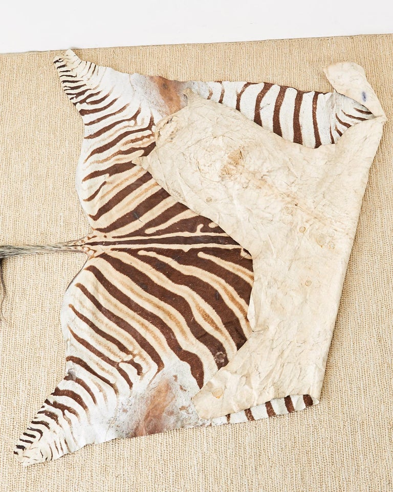 Authentic African Zebra Hide Carpet Rug at 1stDibs