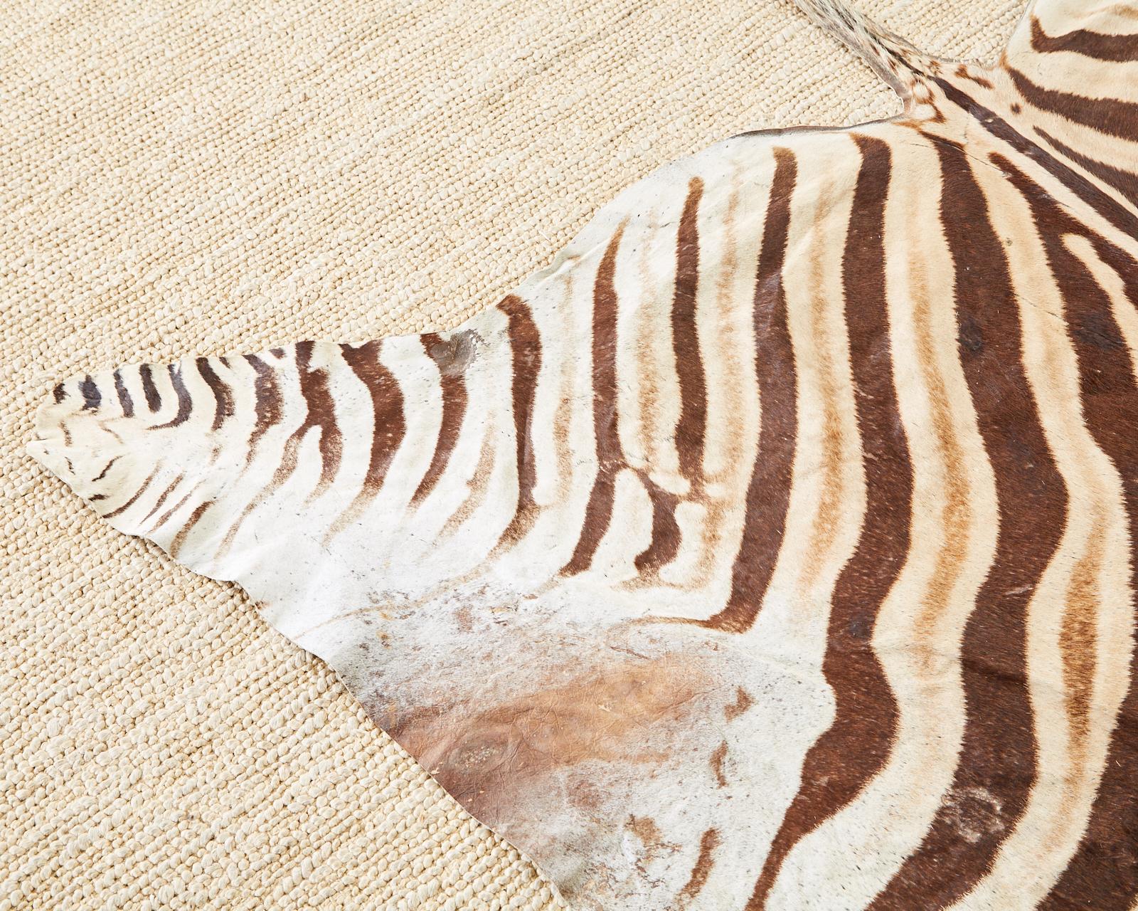 Authentic African Zebra Hide Carpet Rug In Distressed Condition In Rio Vista, CA