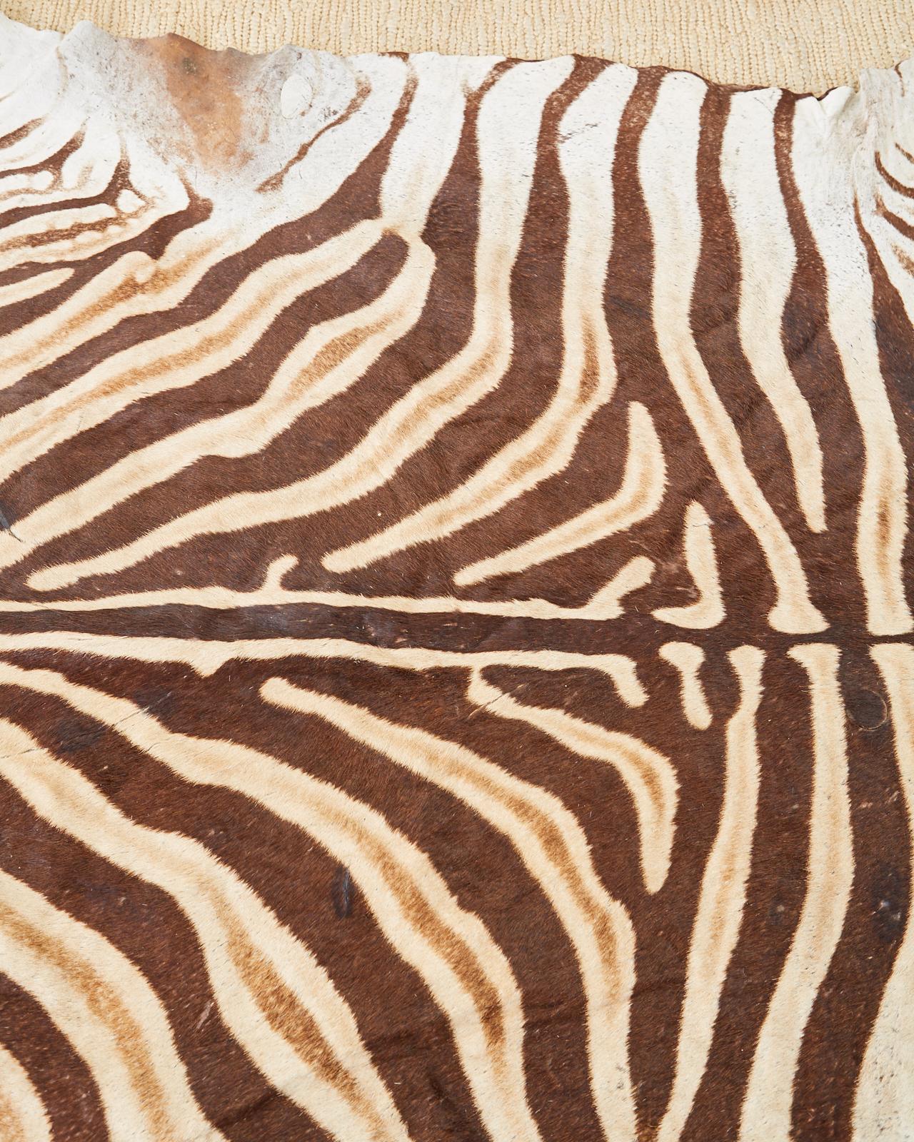 Authentic African Zebra Hide Carpet Rug 1