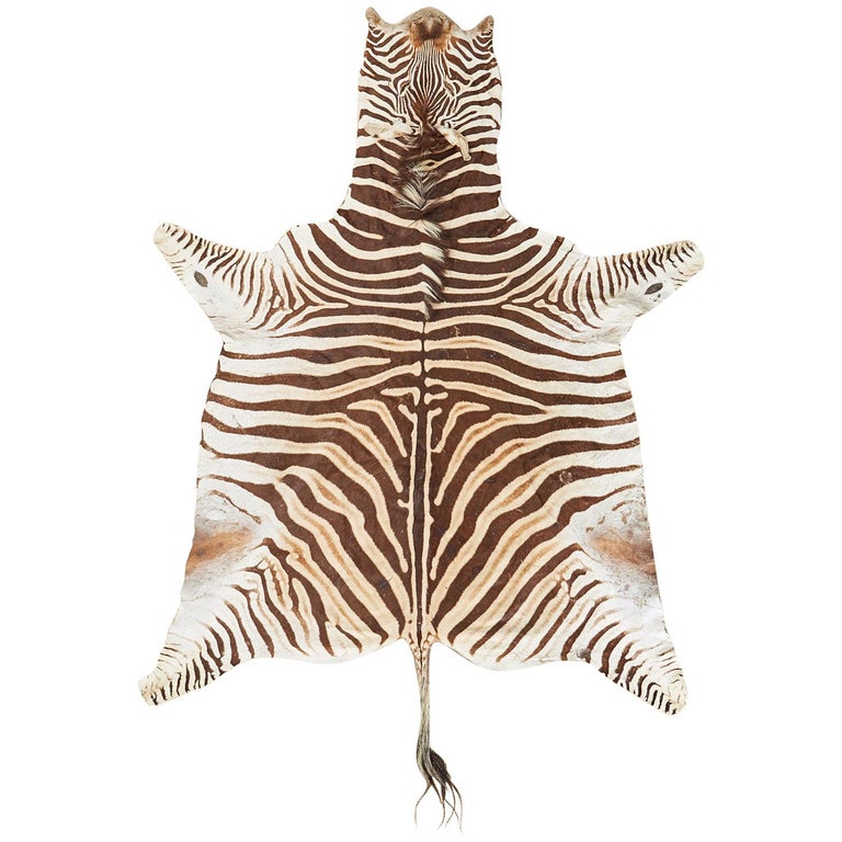 Authentic African Zebra Hide Carpet Rug at 1stDibs