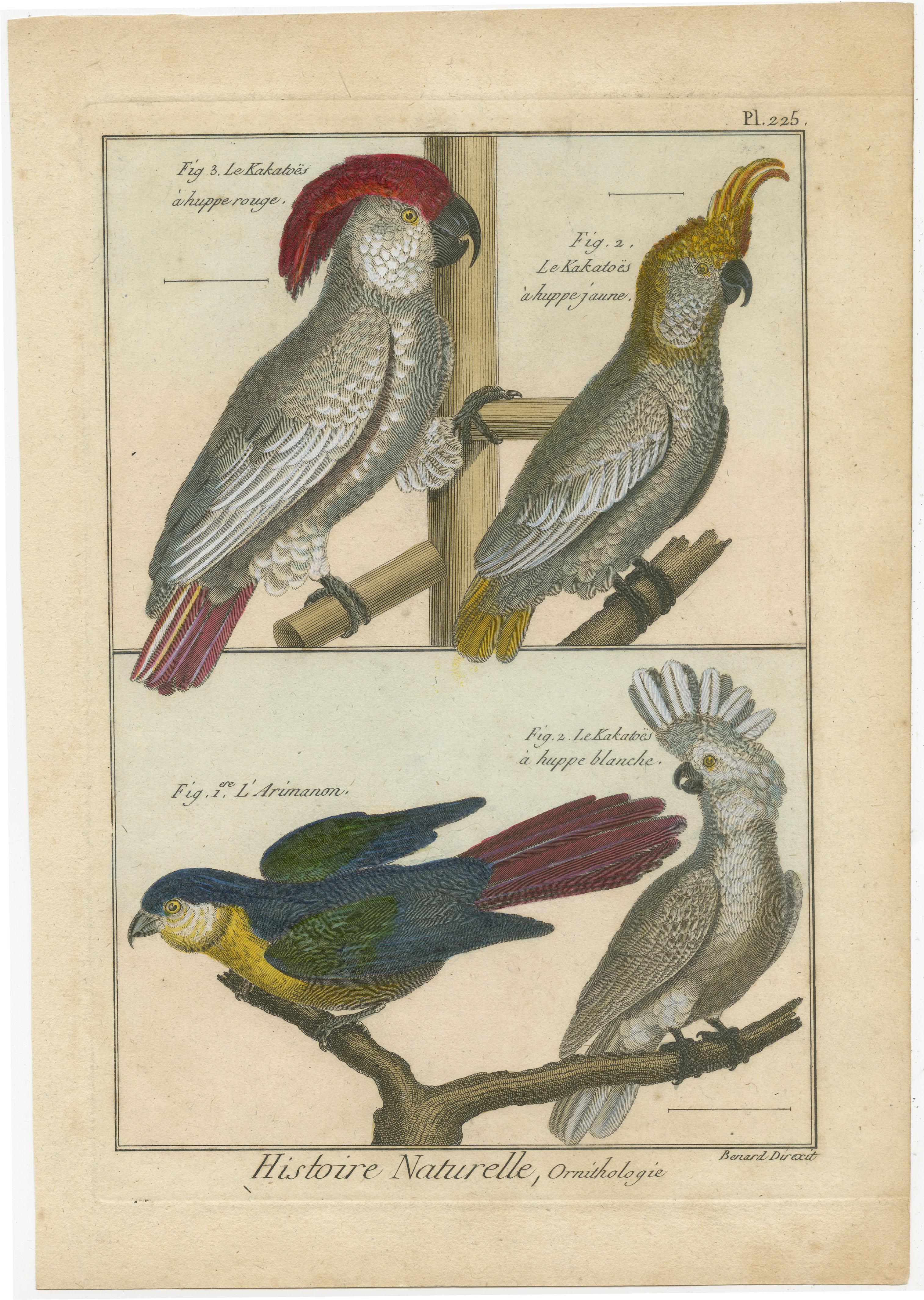 An authentic, perfect and bright, originally hand-colored, illustration of 3 Cockatoos: Le Kakatoes a Huppe Rouge, Le Kakatoes a Huppe Jaune and Le Kakatoes a Huppe Blanche. Also 1 special Parakeet is displayed: L'Arimanon. It lives on French