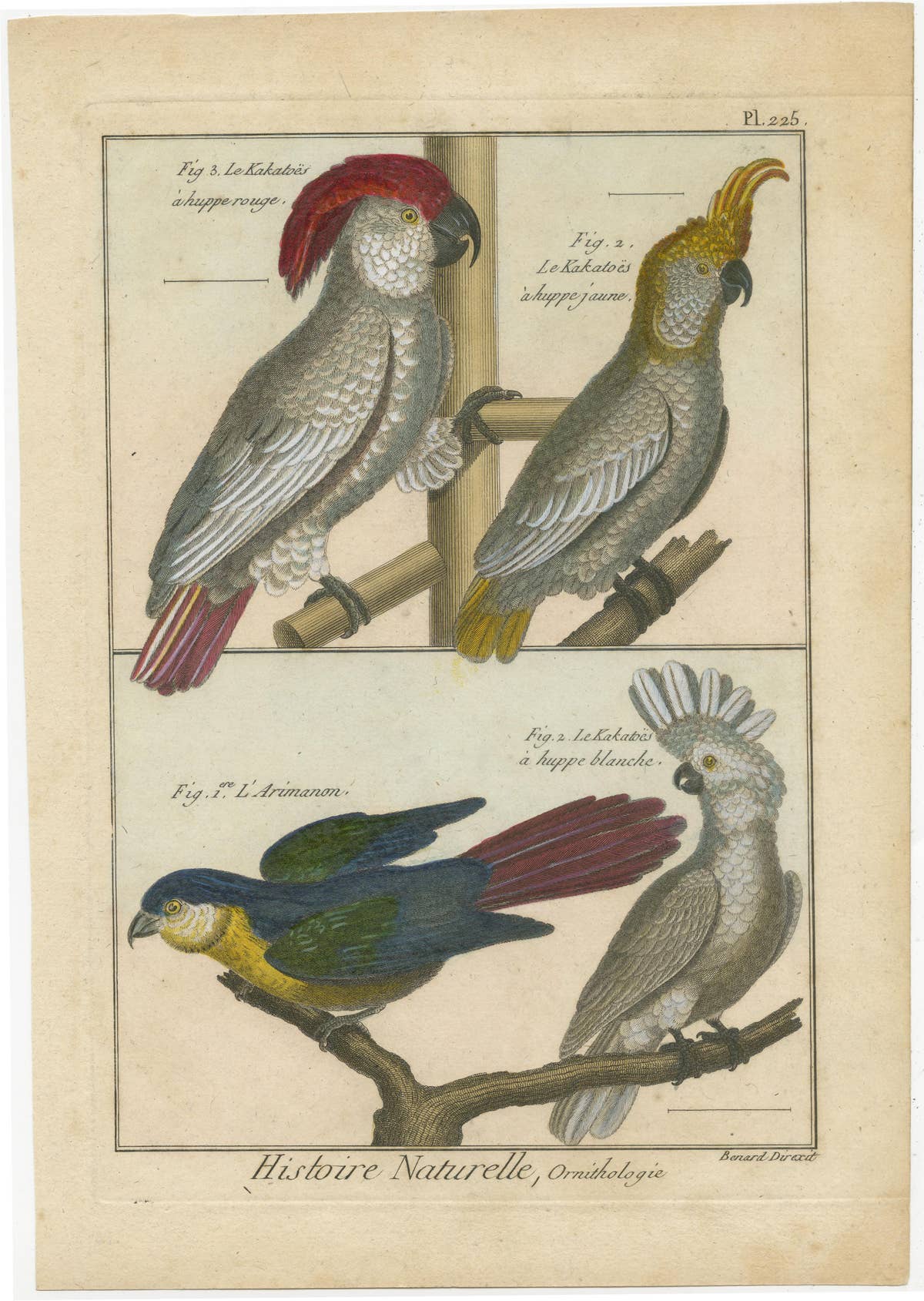 Authentic, Beautifully Richly Colored, Copper Engraving of Cockatoos '1792'